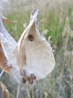 豆荚上只剩下几颗顽固的种子。风怎么没有带走这些