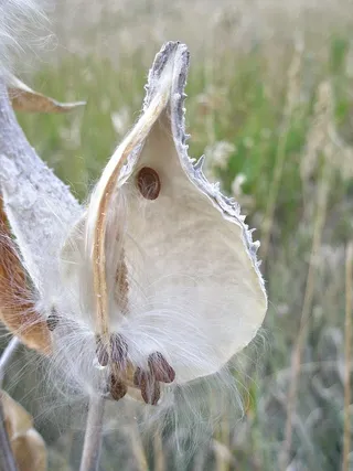 豆荚上只剩下几颗顽固的种子。风怎么没有带走这些