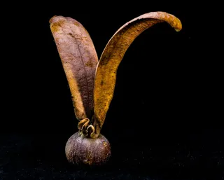 种子，发芽，柚木，种子球，柚木种子，翅，柚木，果实