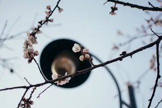 植物，花，花，樱花，水滴，电线，自然，天气