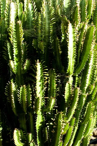 仙人掌，多刺，特里普，植物，绿色，生长，多汁植物，自然