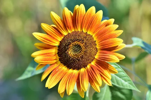 向日葵,花,花瓣,开花,开花,植物群,向日葵田,明亮 向日葵,花,花瓣,开花,开花,植物群,向日葵田,明亮