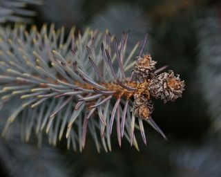 布拉德，花，花序，特写，植物，关注前景，自然，自然之美