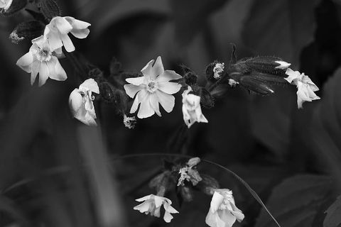 花，夏天，夏天的花，自然，野生，开花植物，花，脆弱