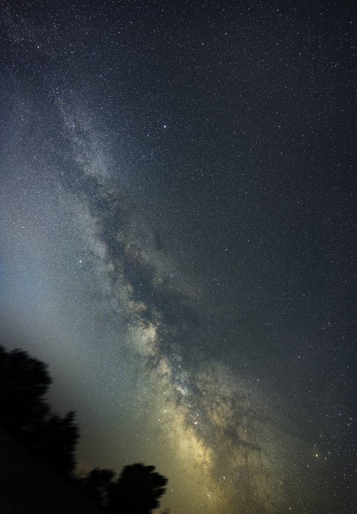 夜晚星空之上的树