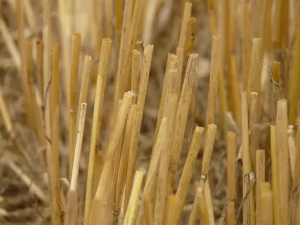 收割、留茬、收获、谷物、秸秆、果冻、自然、农业 收割、留茬、收获、谷物、秸秆、果冻、自然、农业