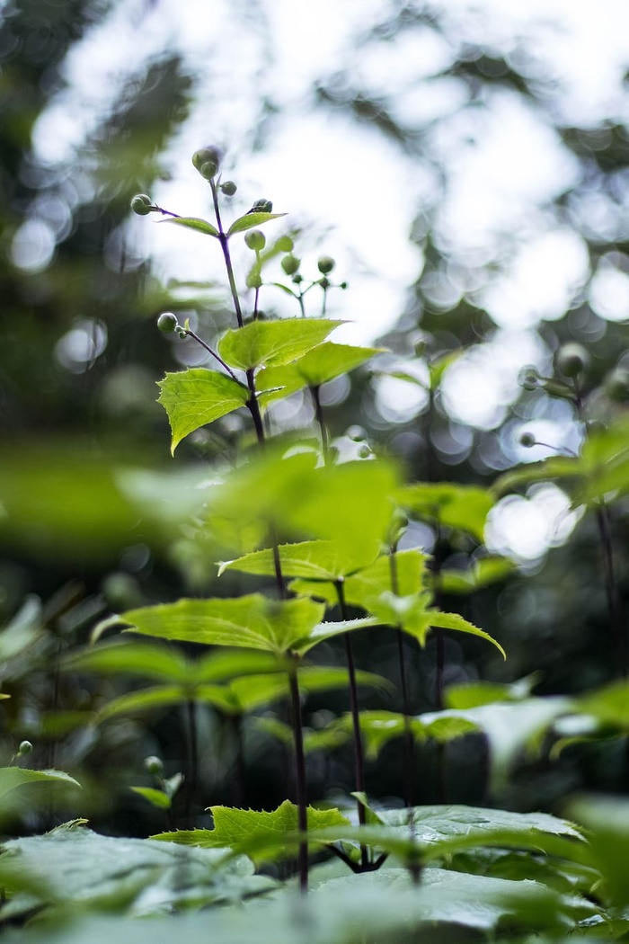 花卉、自然、有机、春季、花卉、夏季、植物、自然