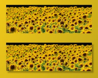 向日葵田，向日葵，蜜蜂，夏天，花园，开花，开花，黄色