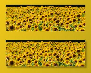 向日葵田，向日葵，蜜蜂，夏天，花园，开花，开花，黄色