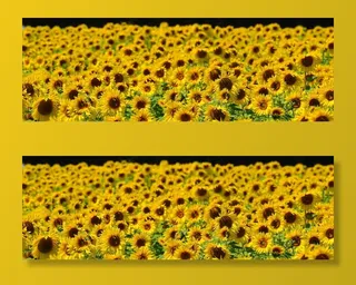 向日葵田，向日葵，蜜蜂，夏天，花园，开花，开花，黄色