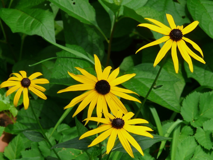 普通，花，花，普通sonnenhut，bloom，plant，yellow，rudbeckia fulgida