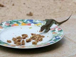 蜥蜴，博内尔，renhagedis，荷属安的列斯群岛，爬行动物，饥饿，偷，偷食物