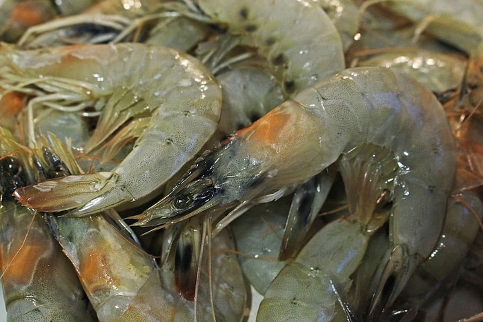 虎虾，虾，新鲜捕获，捕鱼，美味，地中海，食物，营养
