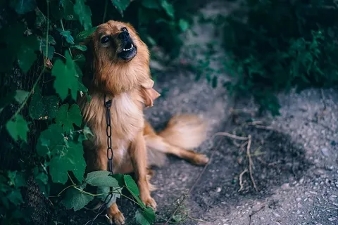 棕色,狗,链子,植物,动物,注意,树皮,大 棕色,狗,链子,植物,动物,注意,树皮,大