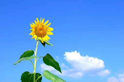 向日葵，直射，阳光，夏天，花，天空，云，自然