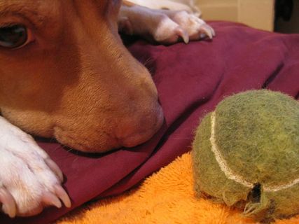 狗，狗和他的球，拿，玩，家养，宠物，家养动物，哺乳动物