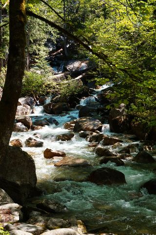 加拿大，惠斯勒，冰川水，泉水，西北太平洋，郁郁葱葱，小溪