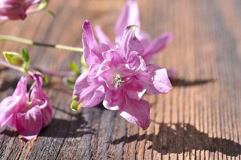 花，野生，植物，开花，花，野生植物，开花