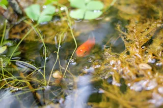 锦鲤、鱼、池塘、水、野生动物、动物主题、野生动物、动物