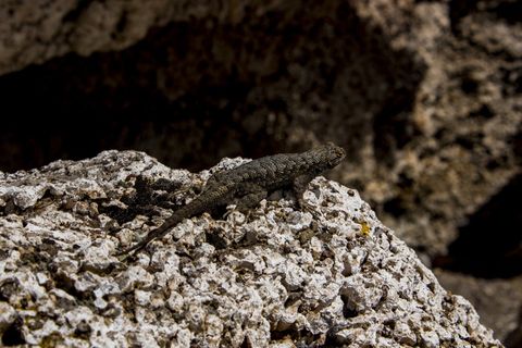 石头上蜥蜴的特写照片