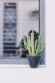 窗边植物中的仙人掌 窗边植物中的仙人掌