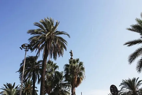 西班牙的棕榈树 西班牙的棕榈树