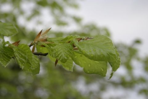 春天，公共记录，植物，雨，雨滴，树，太阳，树叶