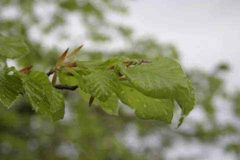 春天，公共记录，植物，雨，雨滴，树，太阳，树叶