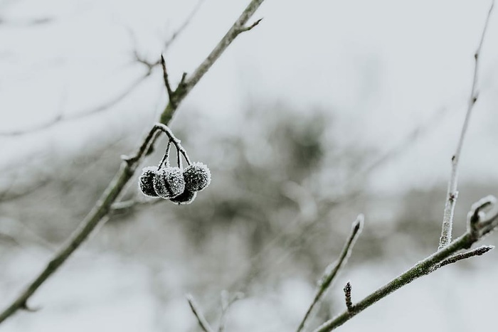 雪树特写