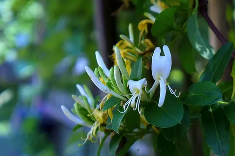 金银花藤蔓植物,生长在后院花园的棚架上。 金银花藤蔓植物,生长在后院花园的棚架上。