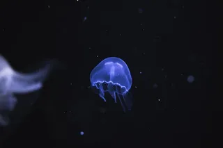 黑暗，水，水母，水生，动物，水下，光，野生动物