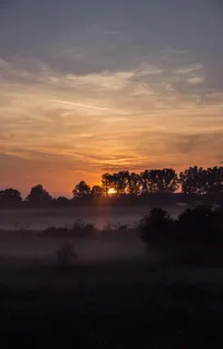 黄金时段的树影