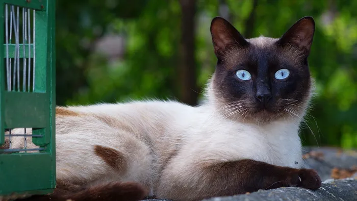 猫的特写肖像