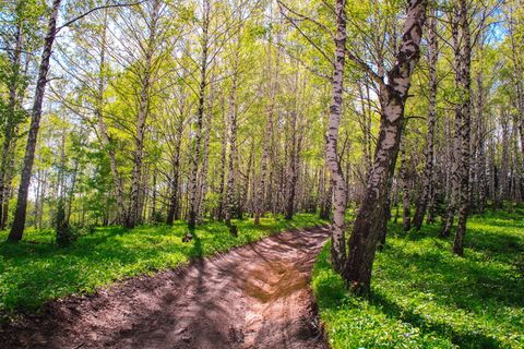 格罗夫，桦树，树木，夏天，叶子，热点，belokurikha，阿尔泰