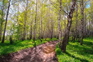 格罗夫，桦树，树木，夏天，叶子，热点，belokurikha，阿尔泰