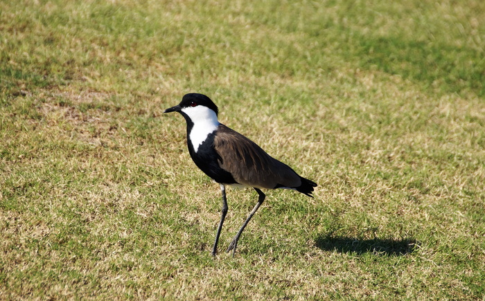 peewit，红垂鰕，埃及，鸟，羽毛，喙，异国情调，野生动物