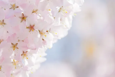 选择性,焦点,照片,粉红色,簇生花瓣,白色,特写,美丽 选择性,焦点,照片,粉红色,簇生花瓣,白色,特写,美丽