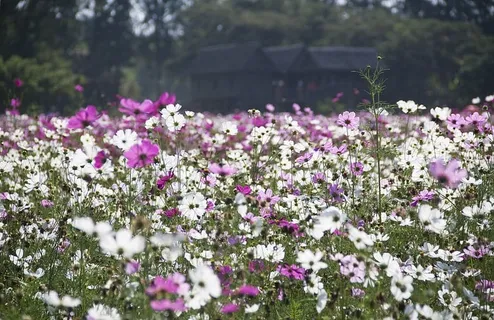 白色,粉色,宇宙花坛,白天,风景摄影,宇宙花坛 白色,粉色,宇宙花坛,白天,风景摄影,宇宙花坛