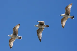 3只白鸟在蓝天下飞翔
