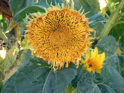 向日葵，海莲，黄花，漩涡，菊科，菊科，光，夏天