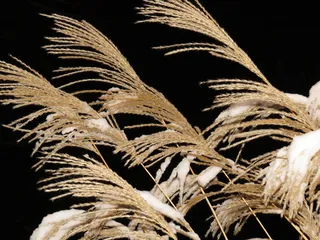 芒属，中国芒属，雪，冬天，多雪，甘草，禾本科，银色春天