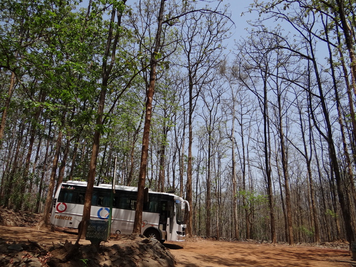 巴士，旅行，长途汽车，柚木，森林，巴士旅行，柚木森林，卡纳塔克邦