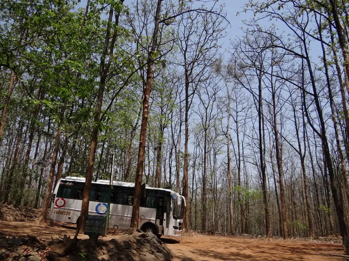 巴士，旅行，长途汽车，柚木，森林，巴士旅行，柚木森林，卡纳塔克邦