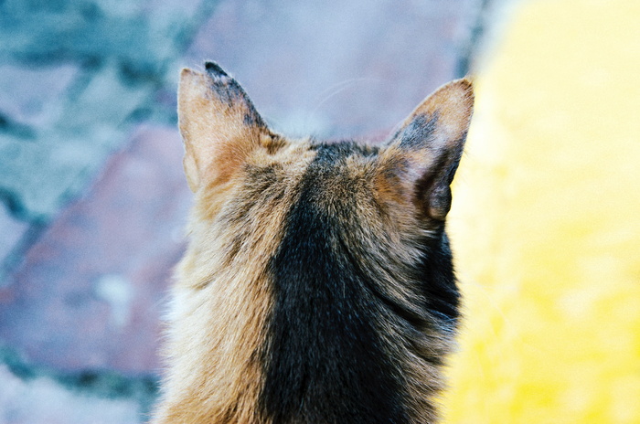 无标题，猫，动物，宠物，小猫，毛皮，一个动物，动物主题