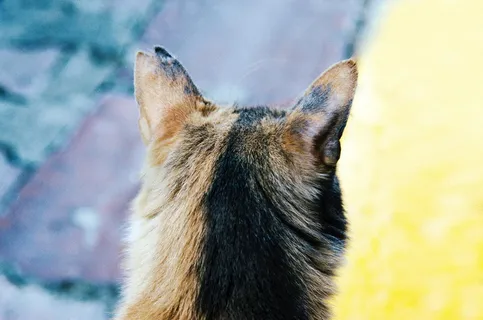 无标题,猫,动物,宠物,小猫,毛皮,一个动物,动物主题 无标题,猫,动物,宠物,小猫,毛皮,一个动物,动物主题