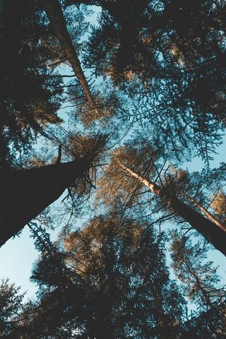 蚯蚓摄影，树，高，天，冷，冬天，雪，树