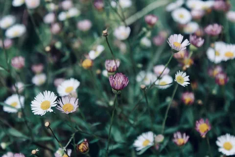 花卉特写摄影 花卉特写摄影