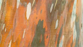 结构、树皮、纹理、背景、图案、古老、抽象、纹理