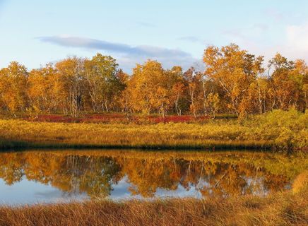 森林、湖泊、水体、秋天、秋天的颜色、反射、树叶、景观