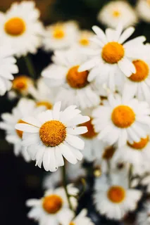 白色雏菊花特写照片 白色雏菊花特写照片